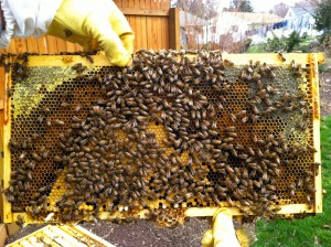 Perfect hive anatomy; halos of young surrounded by nectar surrounded by honey.